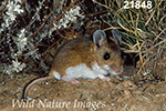 Peromyscus maniculatus